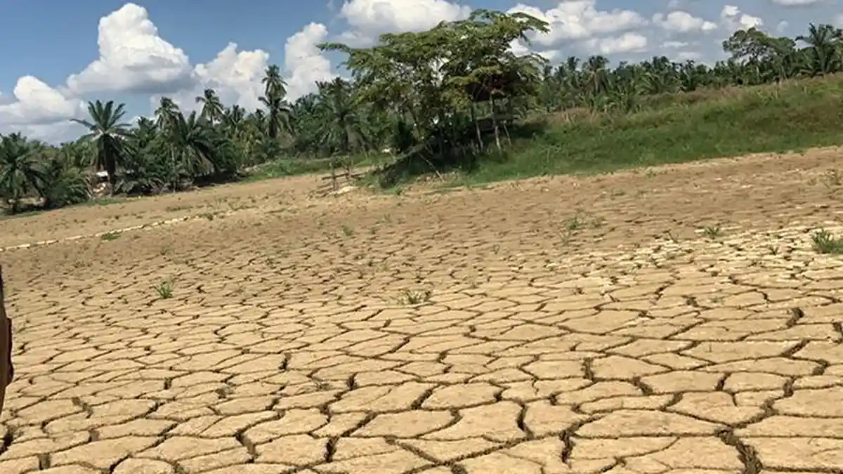 Sawah di Marlempang Masih Tertimbun Lumpur Kering, Warga Alih Profesi Jadi Perajin Sapu Lidi