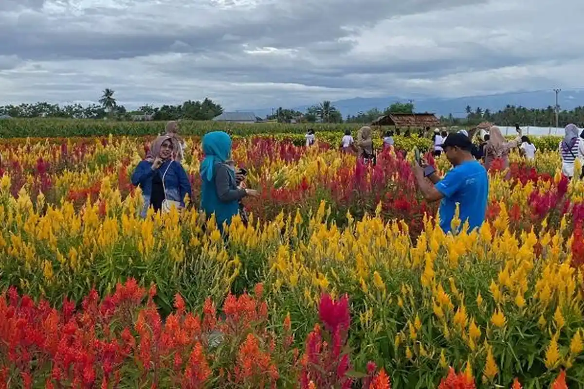 Taman Bunga Mekar Asih di Sigi jadi Wisata Favorit Masyarakat, Cek Loksai dan HTM