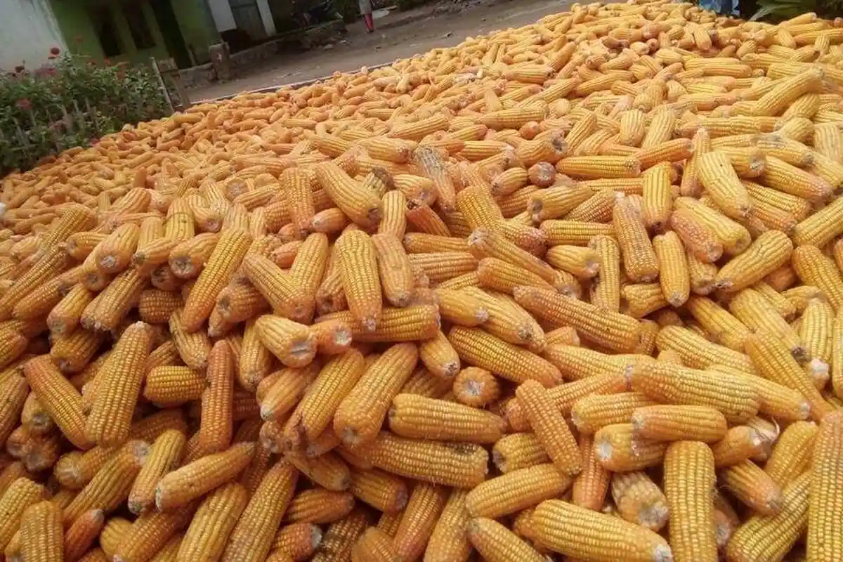 Kementan Salurkan Bantuan Jagung untuk Peternak