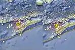 20250905_Gempa-Lembata.jpg