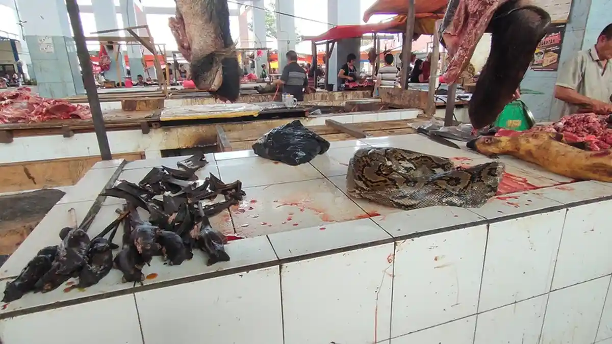 Ini Harga Jual Kelelawar dari Rp 25.000 hingga Rp 40.000, Virus Corona Berdampak Terhadap Penjualan