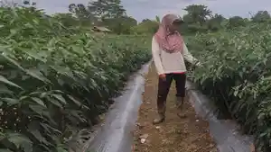 03102022-petani-cabai.jpg