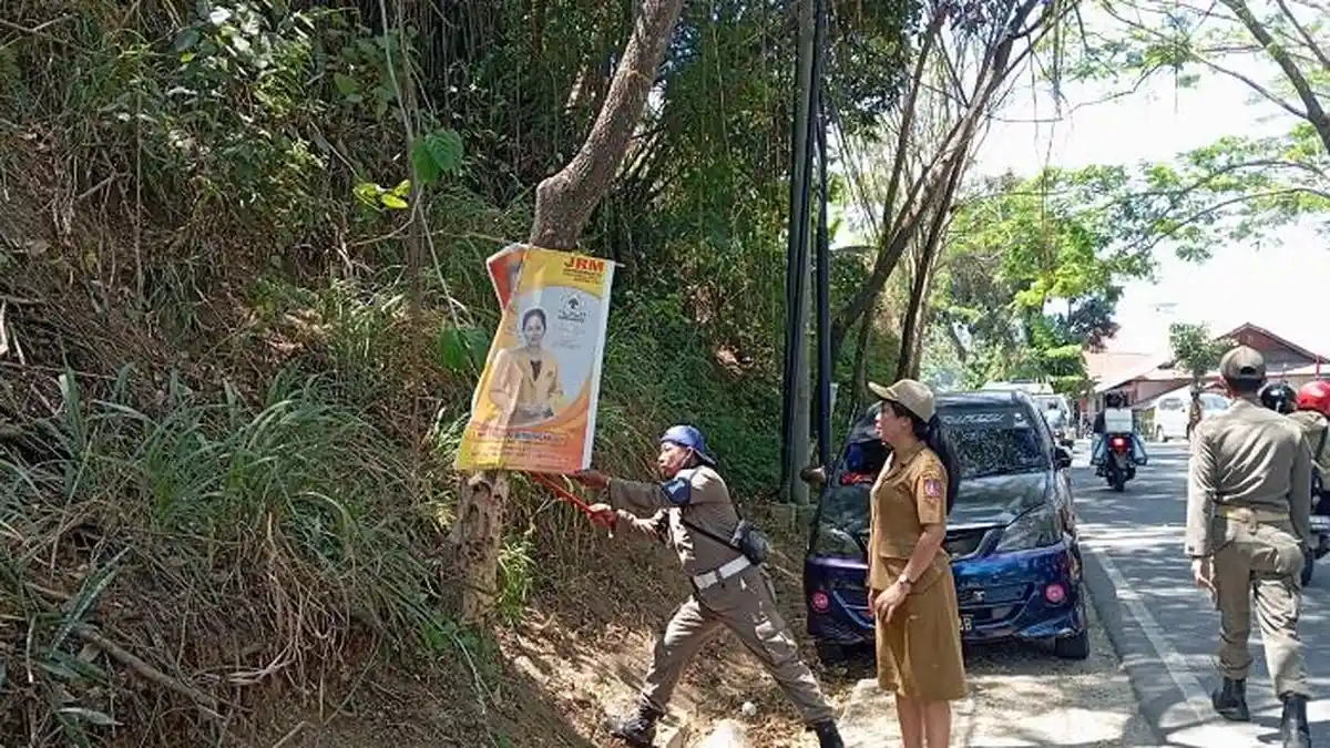 BREAKING NEWS: Satpol PP Cabut Poster Caleg Penyiksa Pohon di Toraja