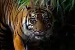 ilustrasi-harimau-sumaterashutterstockcomtom117.jpg