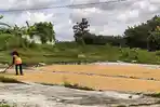 Petani Blora Keluhkan Pembayaran Bulog, Bupati Arief Minta Proses Dipercepat: Kalah Sama Tengkulak?
