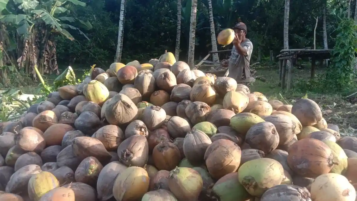 Harga Kopra Maluku Utara Turun, Bahan-Bahan di Pasar  Naik, Petani Malarat