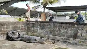 20240216_Buaya-Ompong-di-Tarakan-Kaltara.jpg