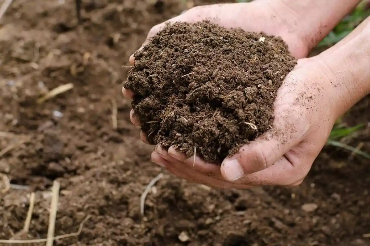 Cara Membuat Pupuk Organik Padat Menggunakan Kotoran Hewan