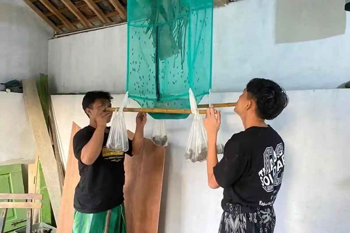 MA Darul Mushlihin Kembangkan Program Maggot untuk Integrasi Pembelajaran dan Pengolahan Sampah