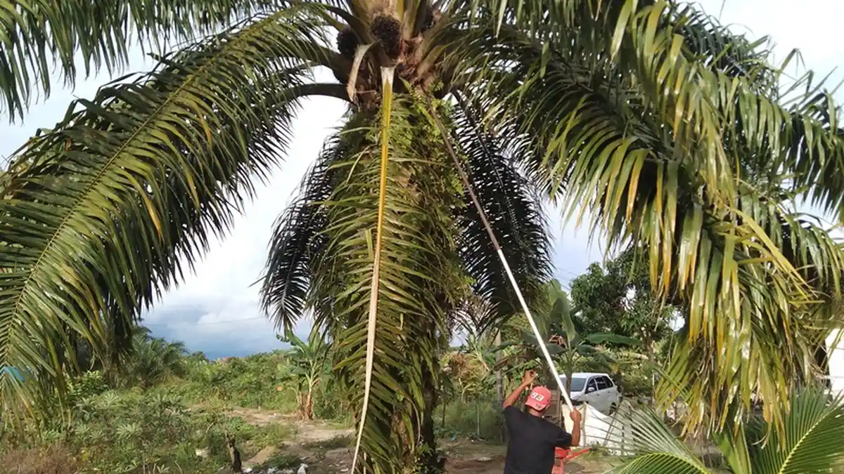 Sempat Tembus Rp 2 Ribu Per Kilogram, Harga Sawit di Aceh Singkil Kembali Turun