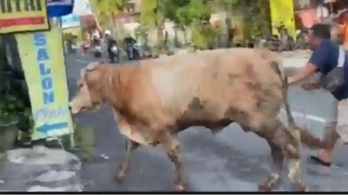 Sapi Kurban Jenis Simental di Lamongan Lepas dan Ngamuk, Nyaris Masuk Salon Kecantikan