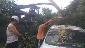 Pohon-cempaka-tumpang-dan-menimpa-mobil-milik-warga-di-Banjar-Bokong.jpg
