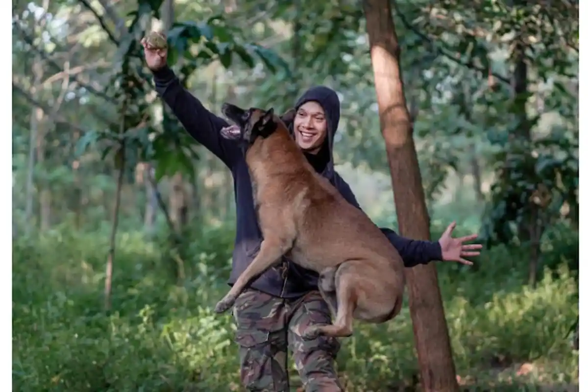 Gigitan Anjing Bima Aryo Tewaskan ART, Pecinta Hewan Khawatir Anjing Belgian Malinois Dicap Buruk
