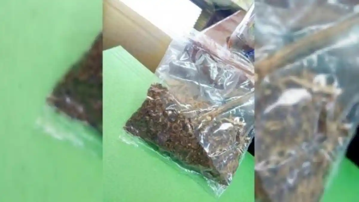 BNNP Sulut Pastikan Pekerja yang Ditangkap di Bolmong Konsumsi Tembakau Gorila