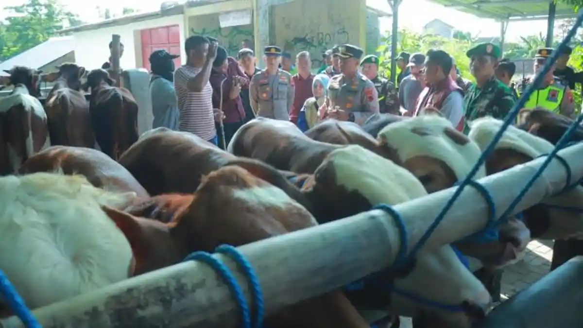 Sapi di Pasar Hewan Jatinom Klaten Dipastikan Bebas PMK, Siap Dibeli untuk Kurban Idul Adha 2026