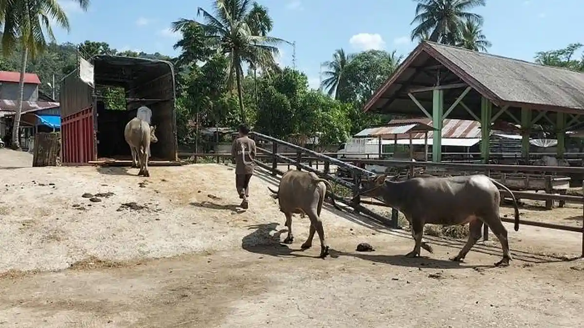 Buntut Penyebaran PMK di Padang Pariaman, Dua Pasar Ternak akan Ditutup Sementara hingga 14 Hari