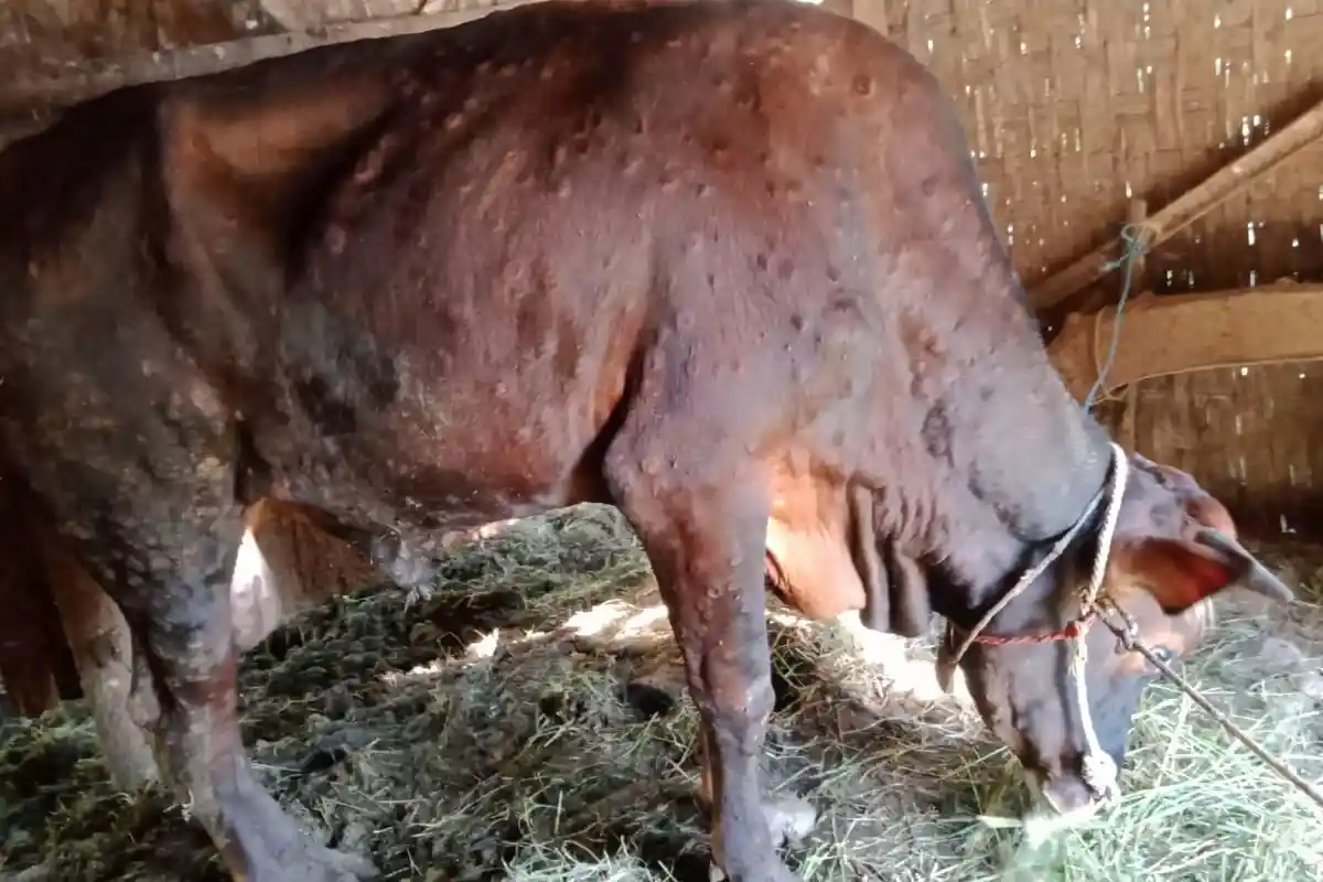 Sejumlah Sapi Milik Peternak di Sampang Alami Bentol-bentol, Gejala Penyakit LSD?