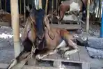 Pedagang Hewan Kurban di Pasar Semanggi Solo Ungkap Resep Andalan agar Hewan Kurbannya Tetap Bugar