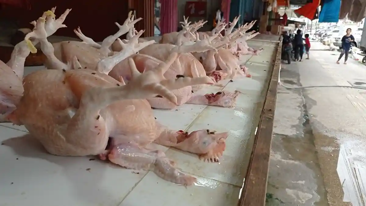 Jelang Iduladha 2023, Harga Daging Ayam Kampung di Sigi Naik Jadi 49.819 Per Kg