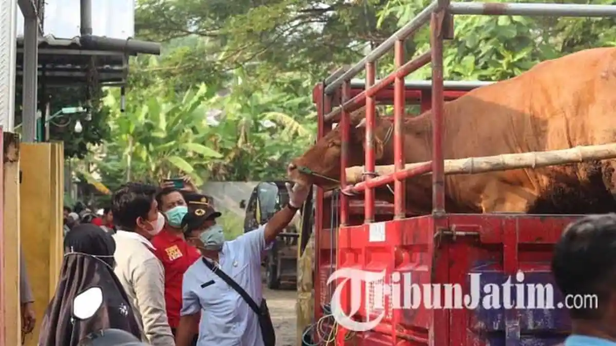 Dua Pasar Hewan di Trenggalek Rentan Paparan PMK, Truk Pengangkut Ternak Diawasi Ketat
