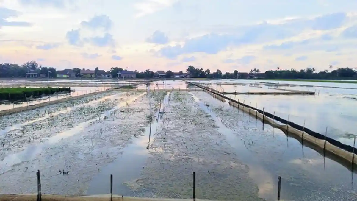 Tanaman Padi Terendam Pasca Hujan, Sudirman Harus Pompa Air 3 kali Sehari
