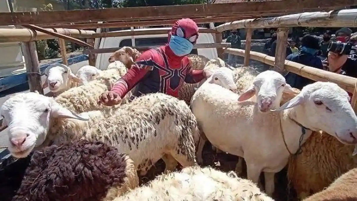 Ketika Spiderman Naik Pick Up Bareng Kambing Antar Hewan Kurban yang Akan Disembelih