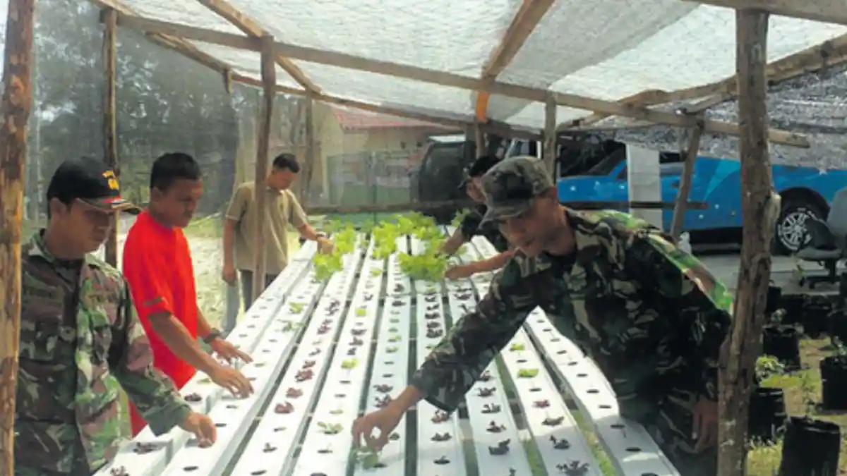 Kodim Sabang Rawat Tanaman Hydroponik