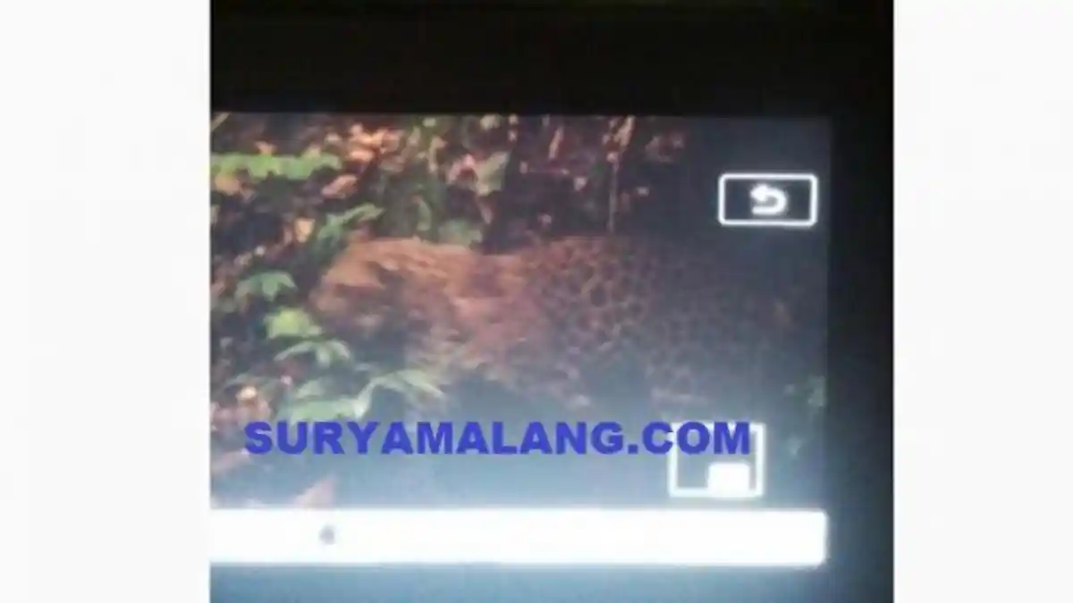 Macan Tutul Tertangkap Kamera Trap di TN Bromo Tengger Semeru
