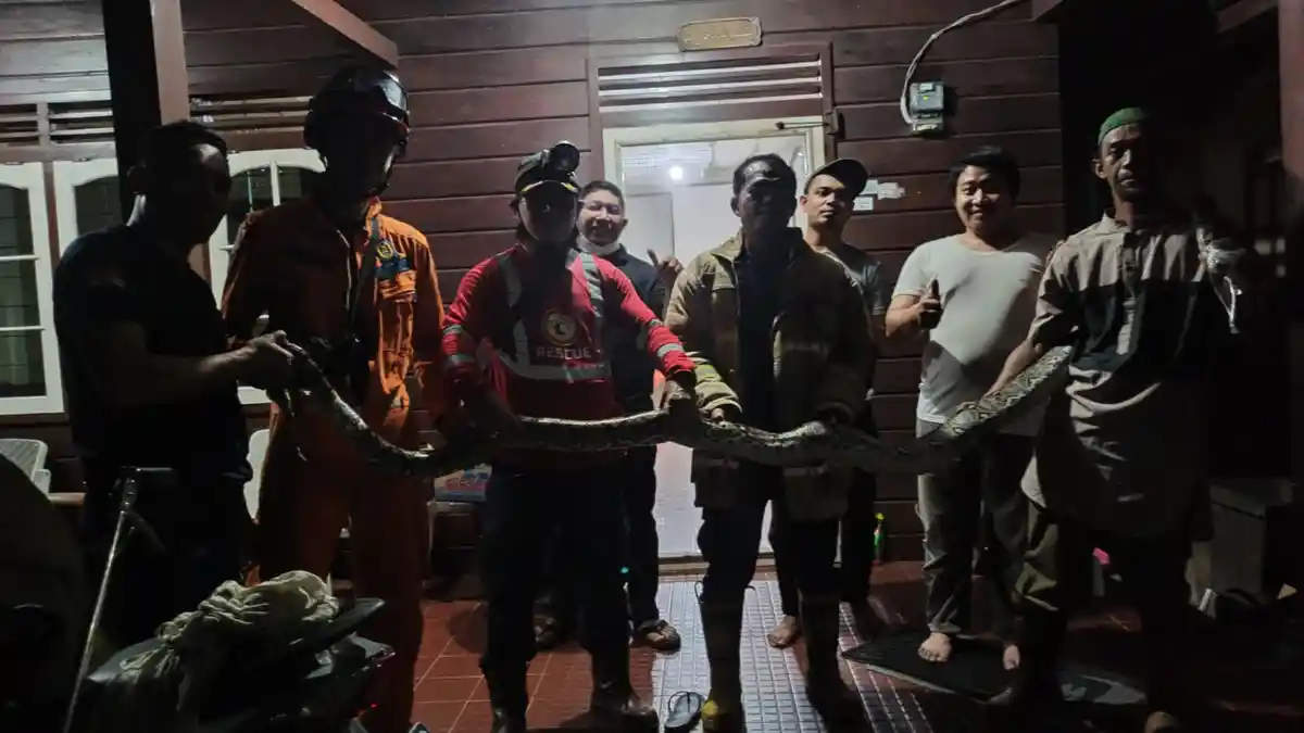 Tim Animal Rescue Tarakan Tangkap Ular Piton Seberat 25 Kg, Dinding Rumah Sampai Dibongkar. 