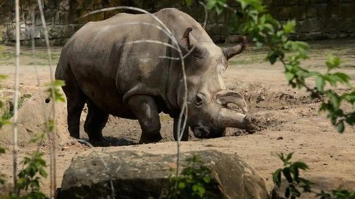 Kini Badak Putih Utara Tinggal 4 Ekor di Dunia