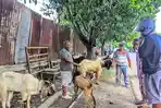 Pembeli-dan-penjual-tengah-bernegosiasi-hewan-kurban.jpg