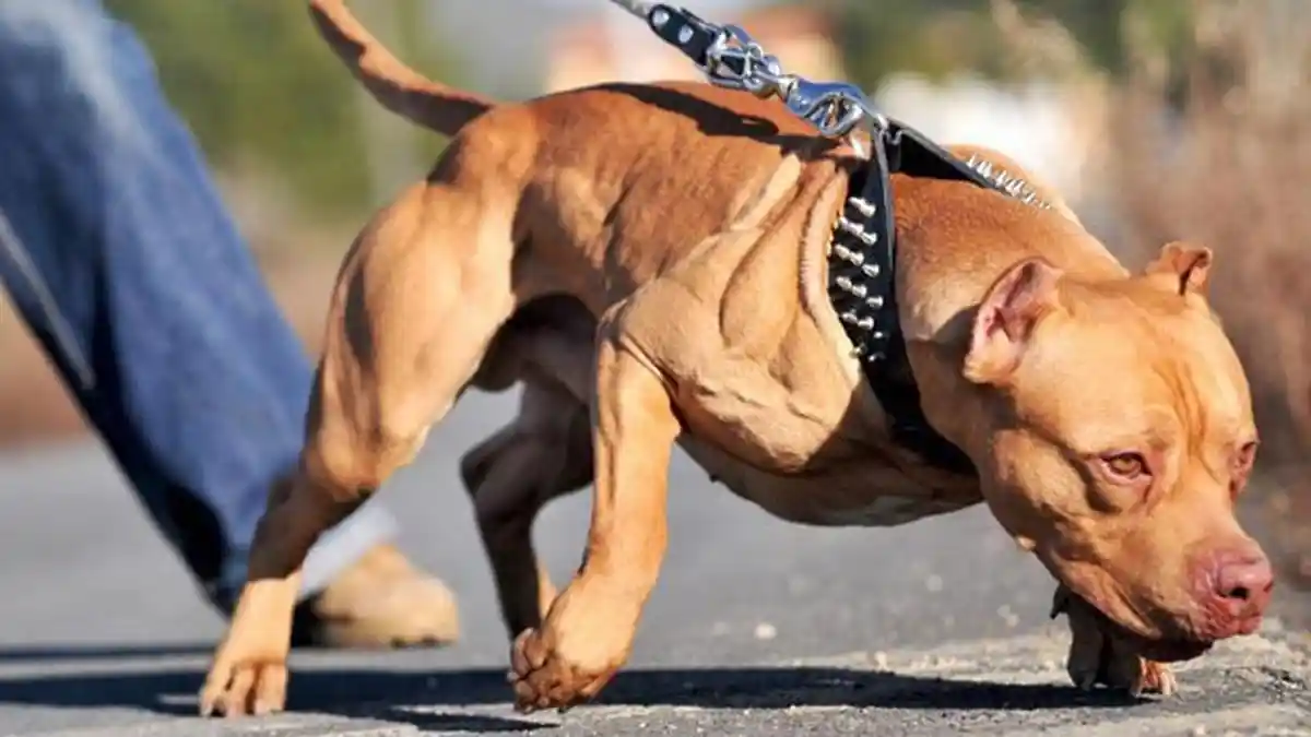 Simak! 25 Fakta Menarik Anjing Pitbull yang Sering Disalahpahami Orang