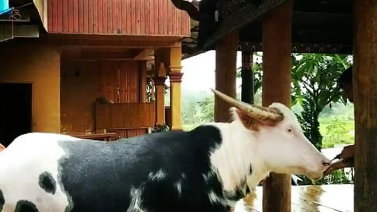 Tedong Toraja Ini Dijual Lewat Facebook, Harganya Rp 600 Juta Seekor