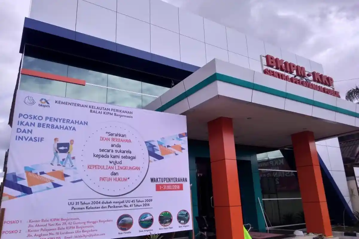 Heboh Ikan Arapaima Dilepas di Sungai Brantas, Balai KIPM Banjarmasin Siapkan Posko Ini