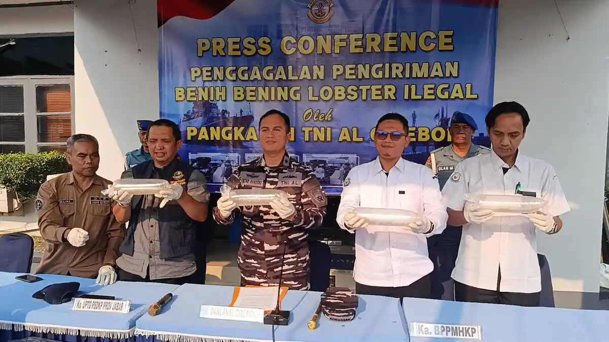 Lanal Cirebon Bongkar Pengiriman Benih Lobster Ilegal Miliaran, 75.435 ...