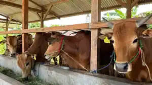 Sapi-kurban-milik-Dahlan-peternak-sapi-di-Parit-Lalang-Pangkalpinang.jpg