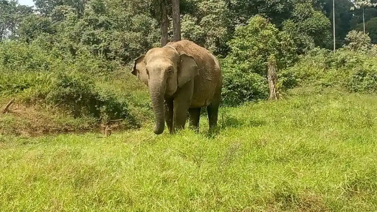 Kepala Gajah Umi di Desa Sumay Tebo Penuh Luka