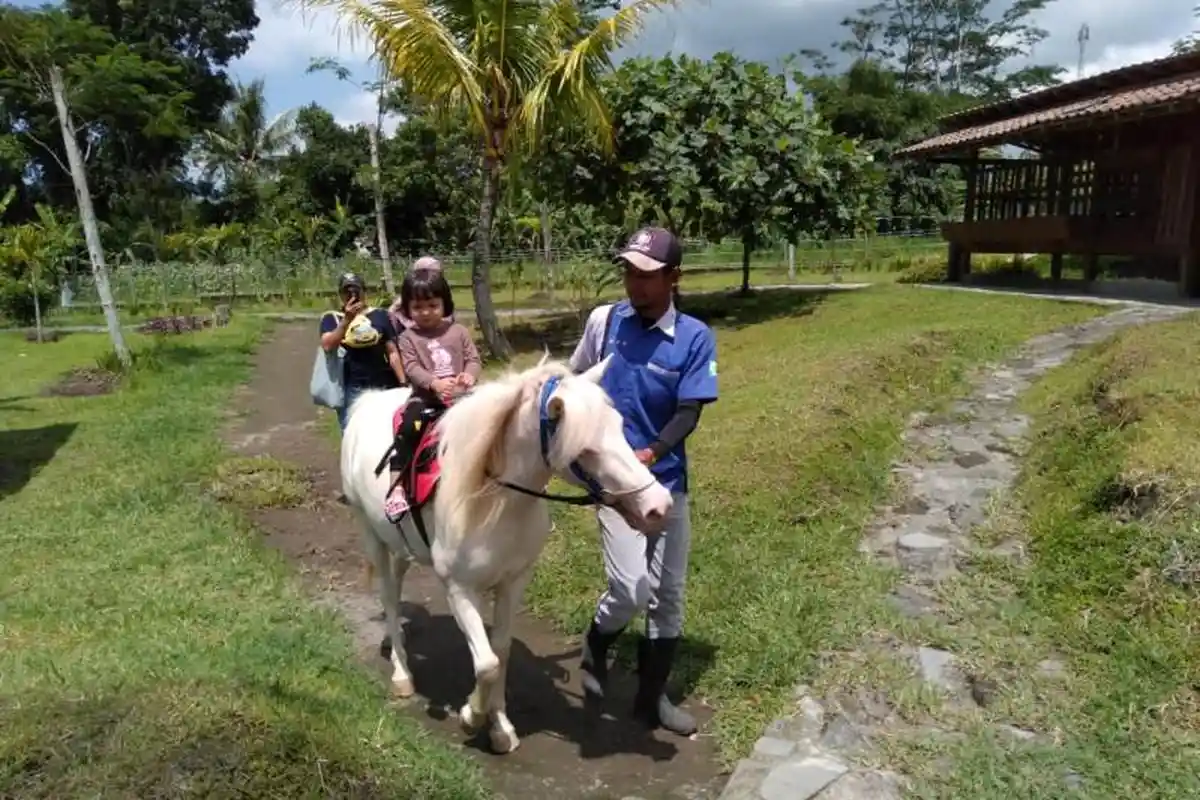 Berstatus Waspada, Wisata Lereng Merapi Masih Aman Dikunjungi