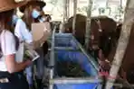 SPG Cantik Layani Pembeli Hewan Kurban di Kandang Sapi Widistia