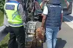 Petugas di Lampung Gagalkan Penyelundupan Ratusan Burung, Disimpan di Bagasi Bus