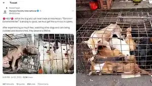 viral-pasar-ekstrem-tomohon-jadi-perbincangan-dunia-karena-perdagangan-anjing-dan-kucing.jpg