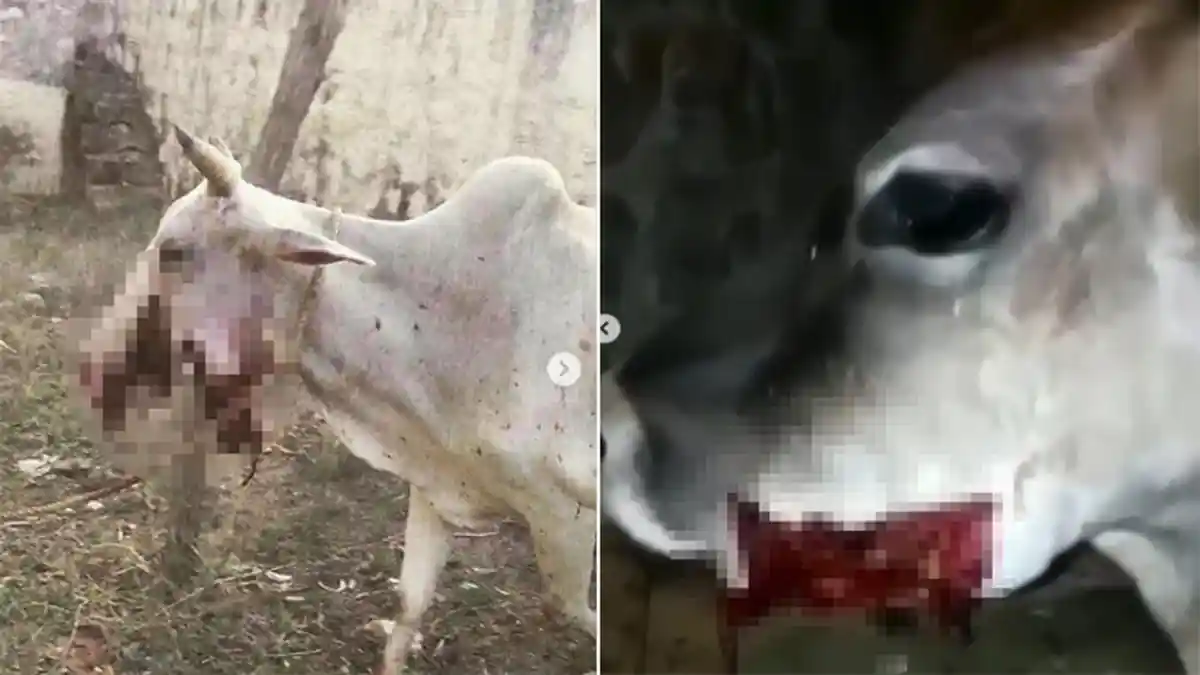 Makan Olahan Gandum Berisi Bahan Peledak, Rahang Sapi Ini Hancur karena Petasan Meledak di Mulutnya
