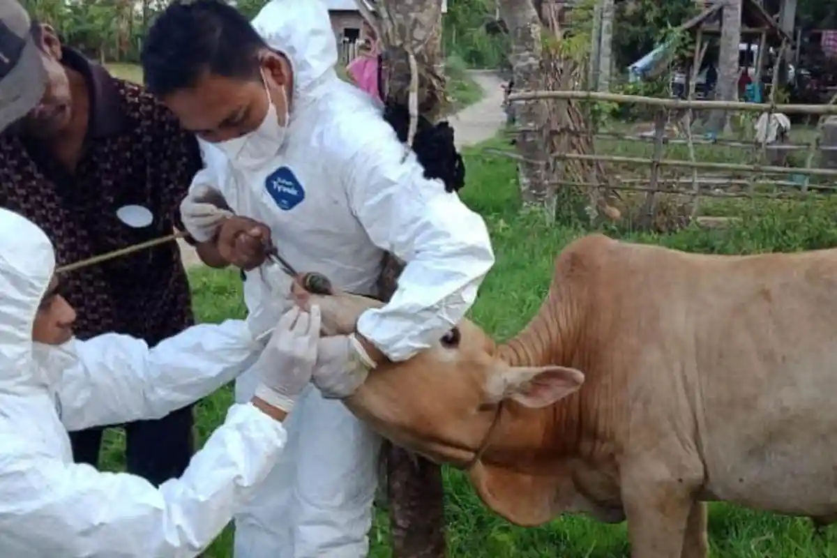 Enam Sapi di Abdya Terindikasi PMK, Baru Masuk dari Luar Daerah