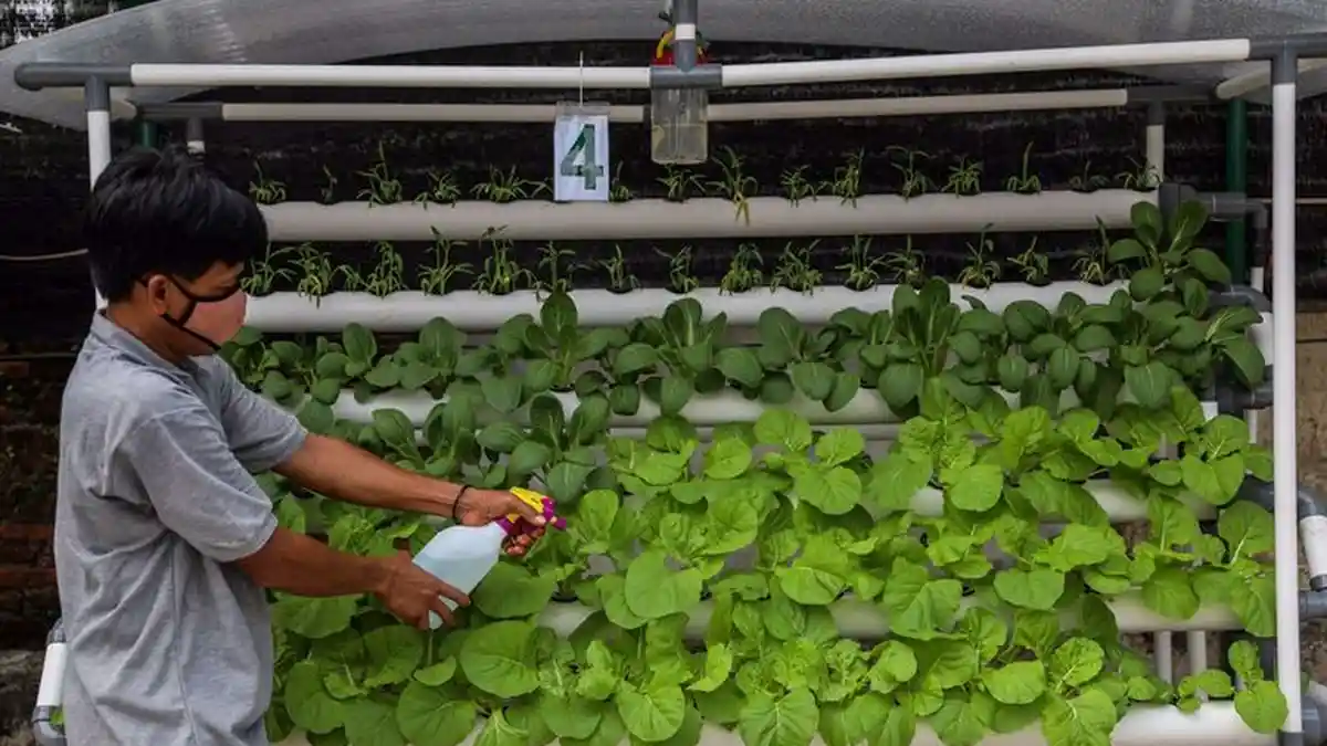 Intip Cara Berkebun Dengan Teknik Hidroponik, Hemat Lahan dan Praktis, Begini Caranya