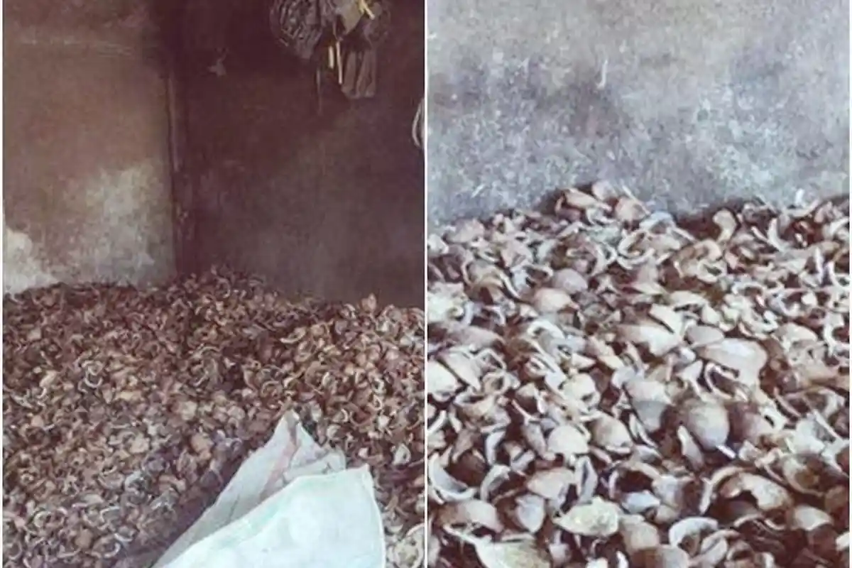 Harga Kopra Terkini di Manado Sulawesi Utara Turun, Segini Dijual Per kilogram