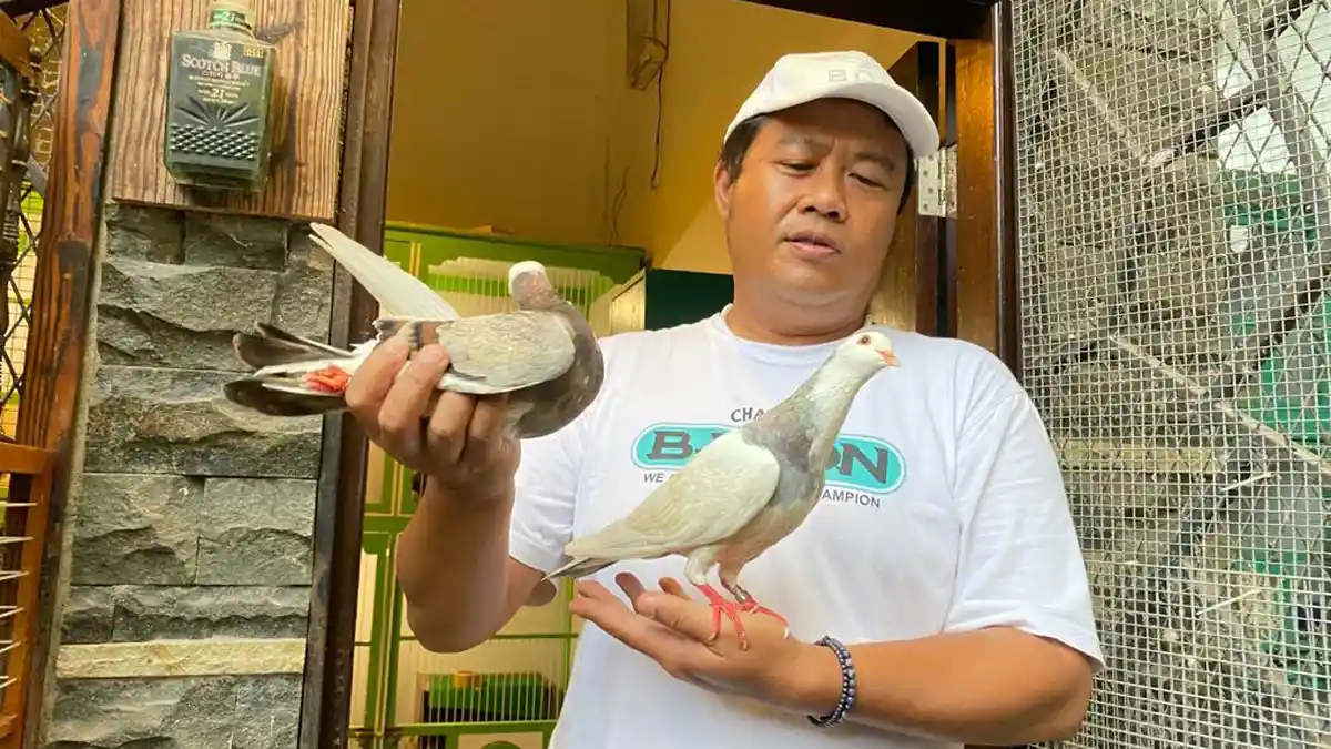 Burung Merpati Tegal Ini Harganya Rp 2 Miliar, Dijaga Karyawan 12 Orang