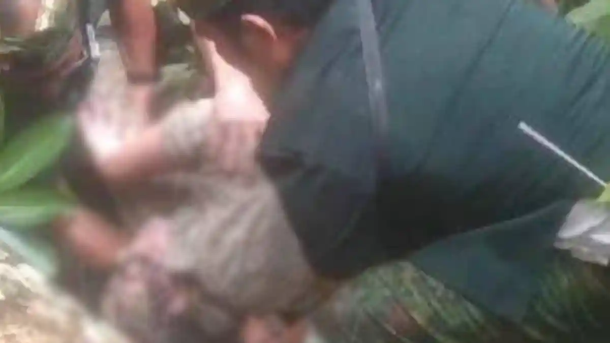 UPDATE! 2 WNA Asal Korsel dan Prancis Jadi Korban Jiwa Pohon Tumbang di Monkey Forest Ubud Bali