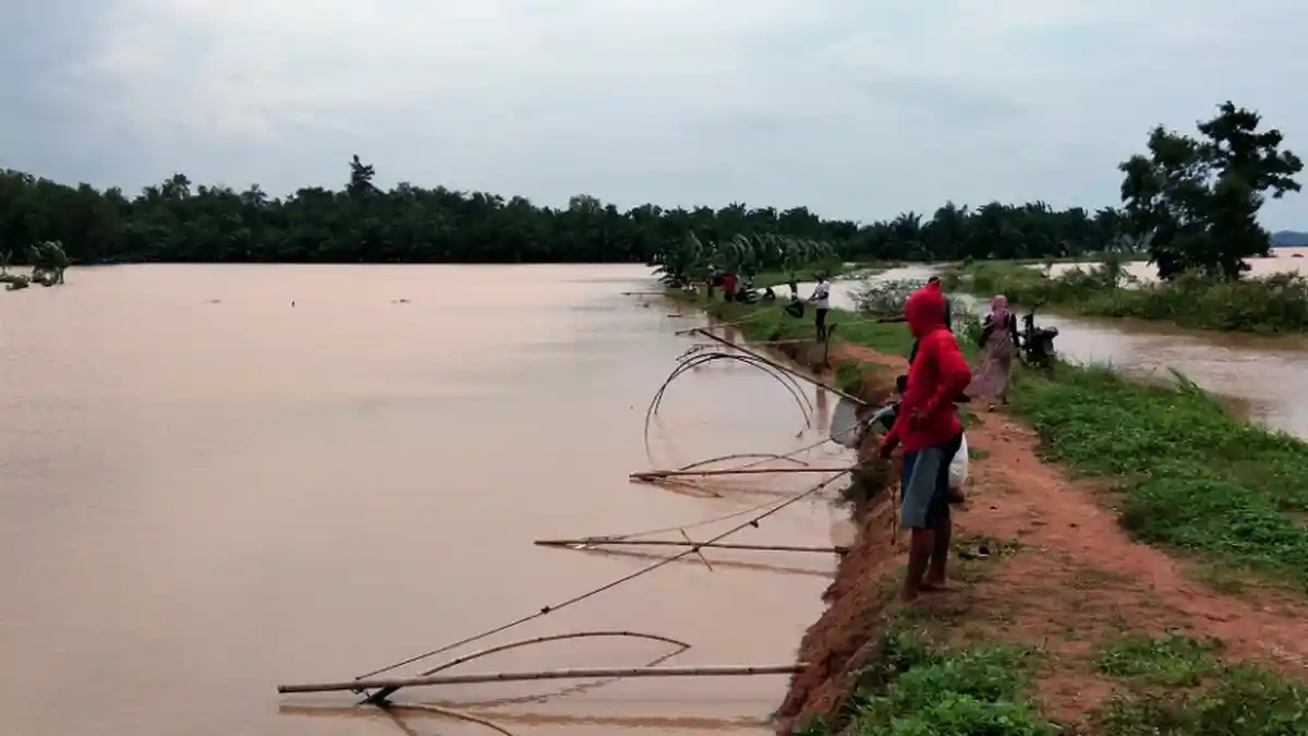 Warga Ramai-ramai Jaring Ikan yang Bertaburan di Areal Sawah yang Terendam Banjir