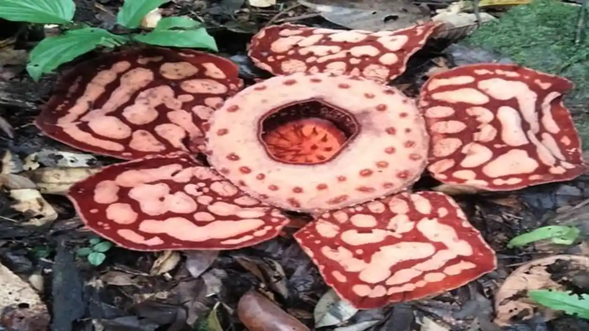 Bunga Rafflesia Hasseltii Ditemukan Mekar di Puncak Bukit Kawah Muratara
