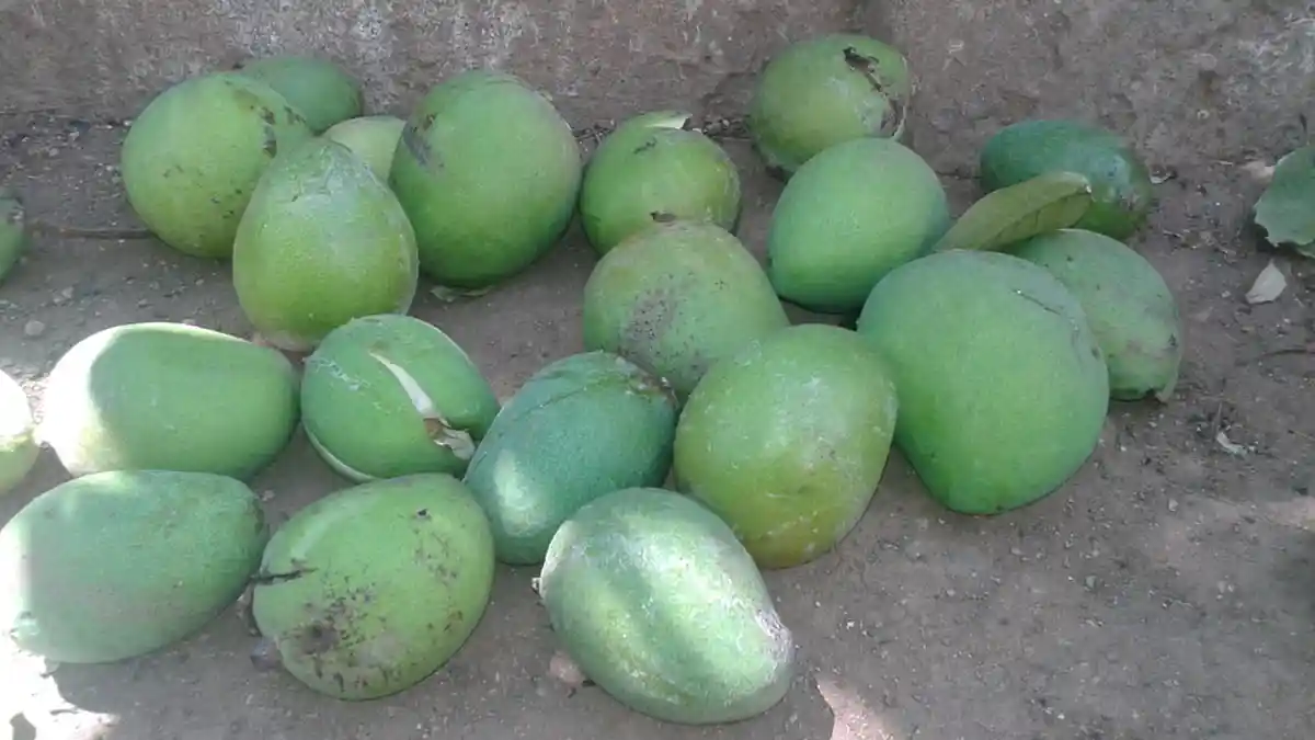 Buah Mangga milik Warga Kota Kupang Gugur Diterpa Angin Kencang